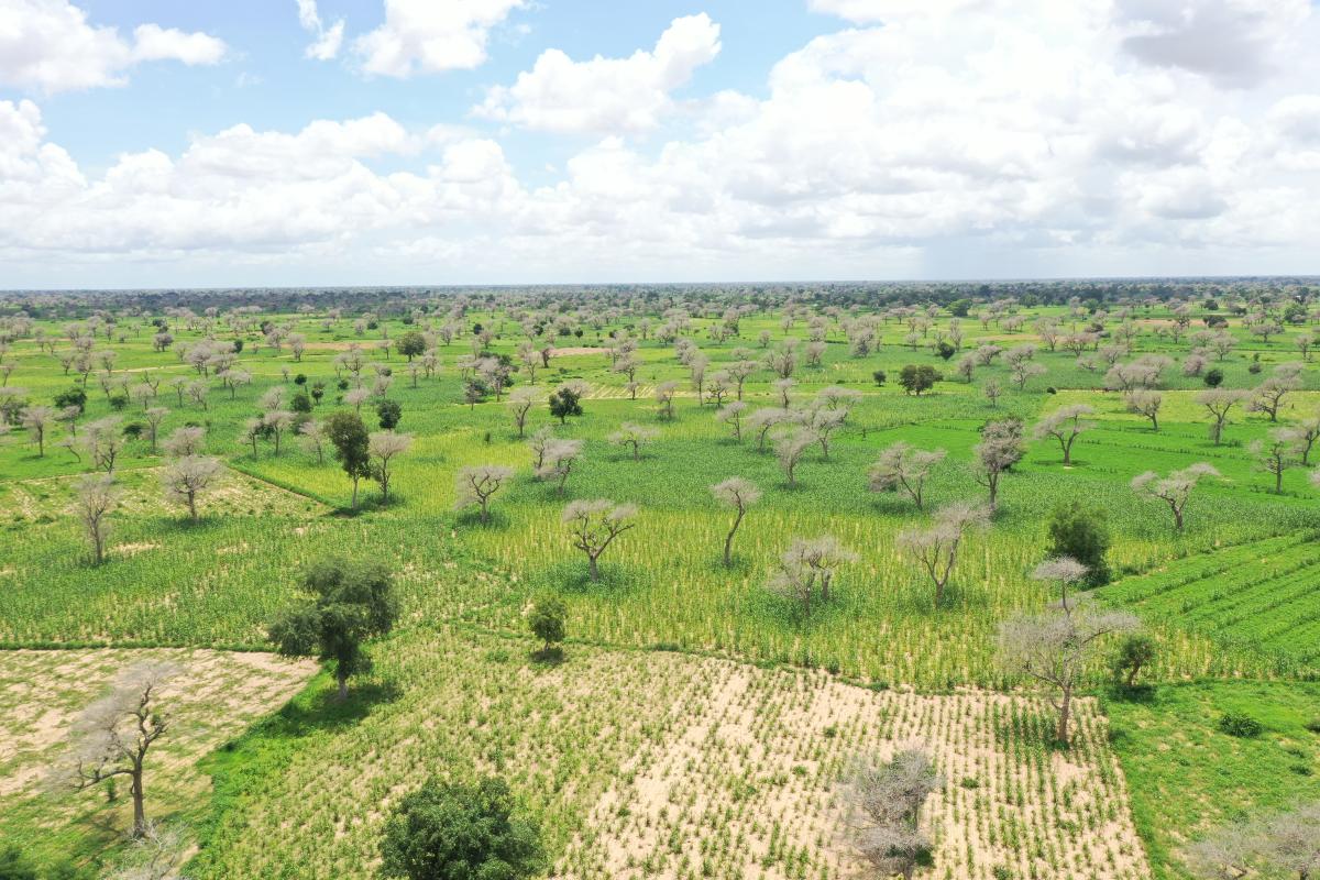 Paysage agricole sahélien, © Alain Audebert, Cirad